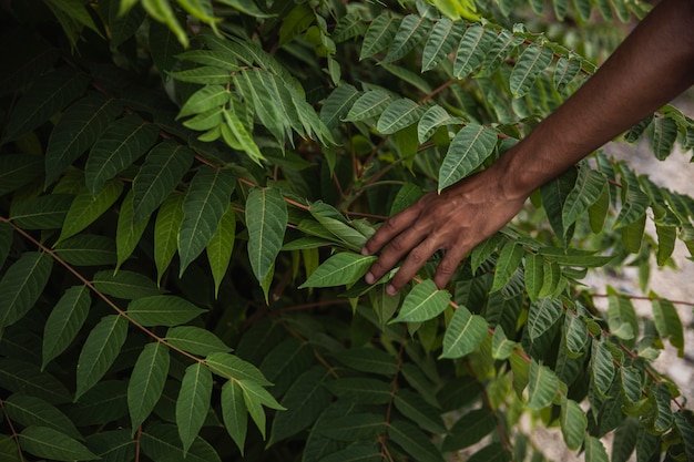 Free photo close-up hand touching plant