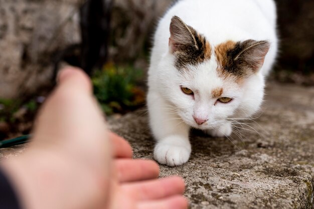 Крупным планом рука пытается коснуться кошки