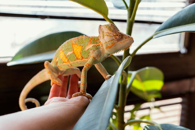 Close up hand with chameleon