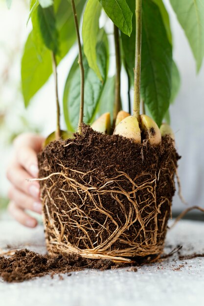 Close-up hand with roots in soil