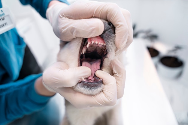 close up hands checking dog's mouth