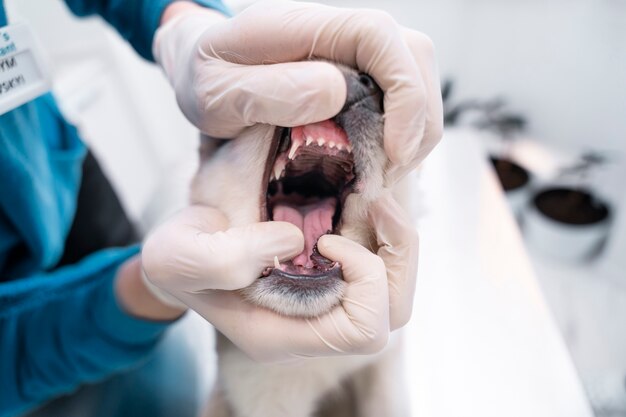 Close up hands checking dog's mouth