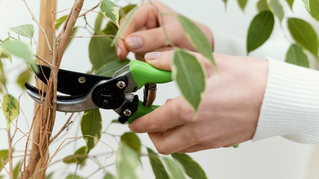 Close-up hands cutting plant