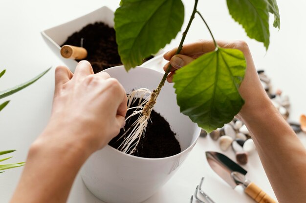 Close-up hands gardening plant