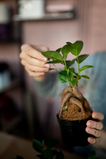 Close up hands holding flower pot