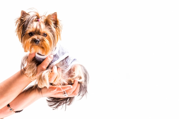 Close-up of hands holding friendly dog on white background