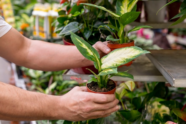 無料写真 家の植物を保持しているクローズアップ手