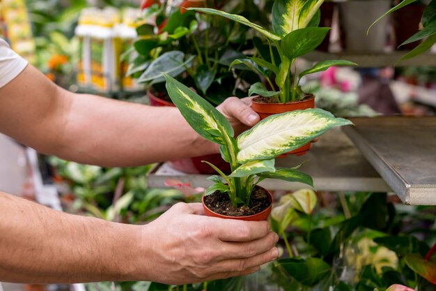 Close-up hands holding house plants