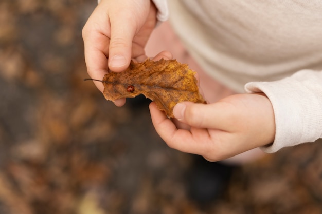 Close up hands holding leaf