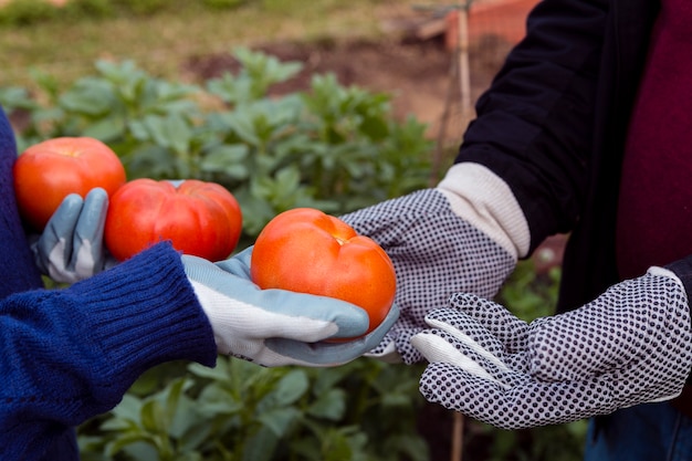 Foto gratuita mani del primo piano che tengono i pomodori organici