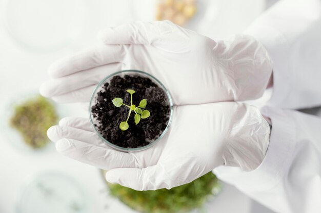Close up hands holding plant in petri dish