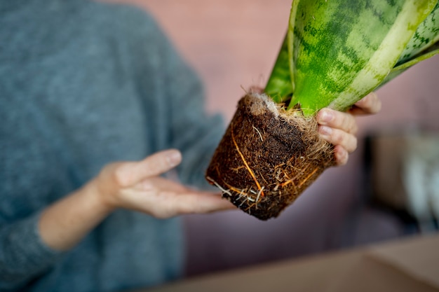 植物を保持している手をクローズアップ