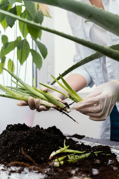 植物を保持しているクローズアップの手