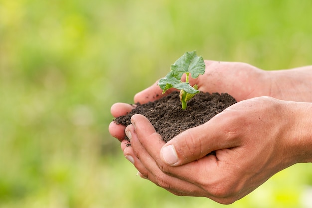 Макро руки держат почву с растением