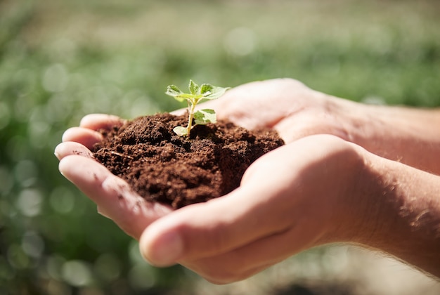 Close up on hands holding a sprout with dirt