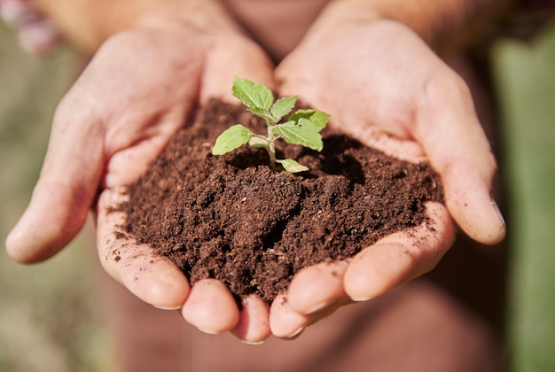 Close up on hands holding a sprout with dirt