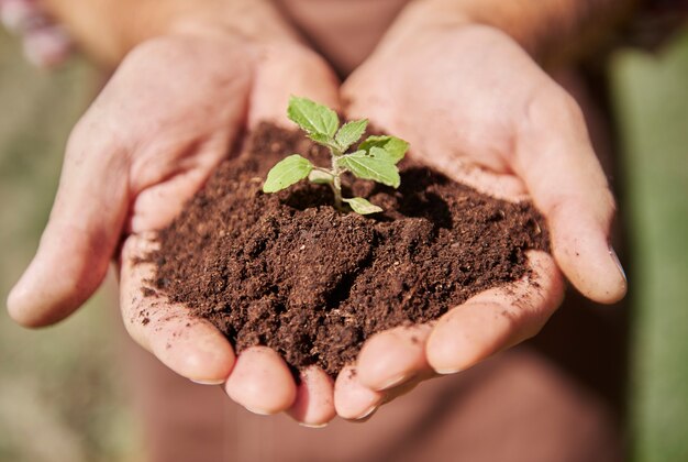 Close up on hands holding a sprout with dirt