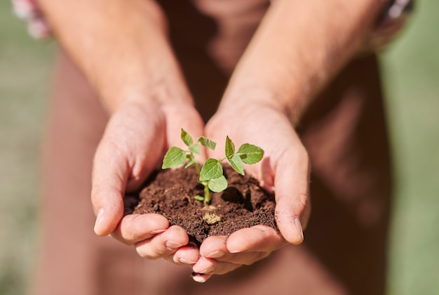 Close up on hands holding a sprout with dirt