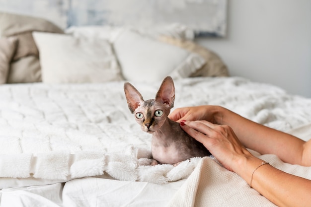 Free photo close up hands petting cat