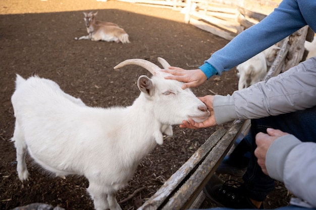 Free photo close up hands petting goat