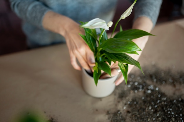 Free photo close up hands putting plant in pot