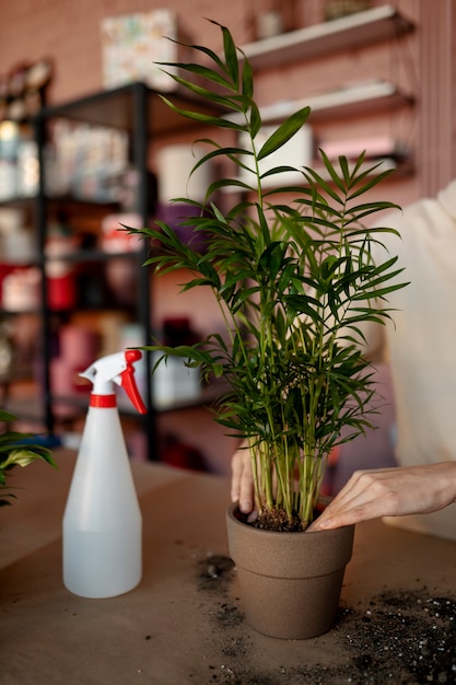 Foto gratuita chiudere le mani mettendo la pianta in vaso