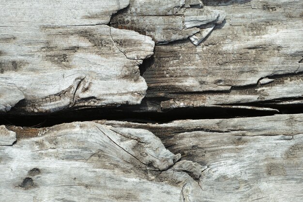 Close-up of hardwood