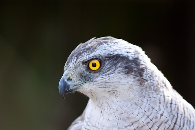 Free photo close up hawk goshawk