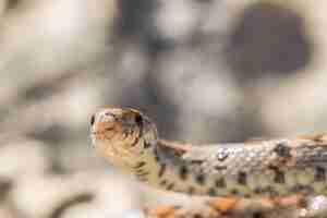 Foto gratuita in prossimità della testa di un adulto leopard snake o europeo ratsnake, zamenis situla, in malta