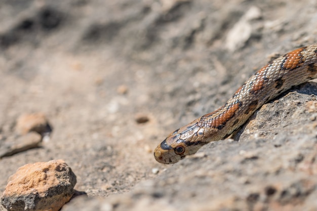 マルタの成体のヒョウモンナゲヘビまたはヒョウモンナメヘビ、Zamenissitulaの頭のクローズアップ