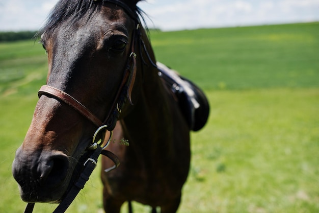 Close up head of black horse on a field at sunny day