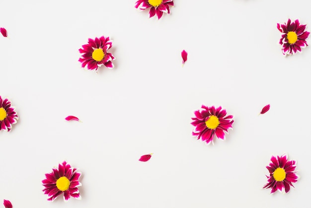 Close-up heads of bright flowers