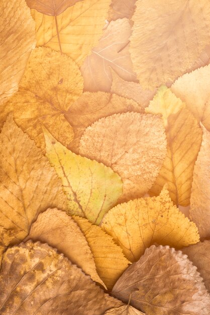 Close-up heap of dried leaves