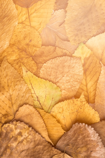 Бесплатное фото Крупная куча сухих листьев