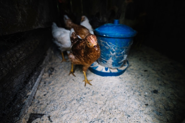 Close-up of hen chicks in the coop