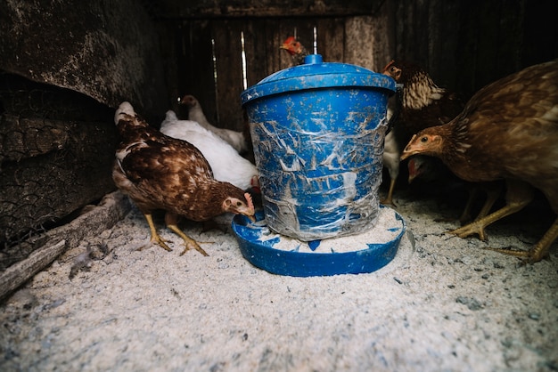 Foto gratuita primo piano delle galline che si alimentano nell'alimentatore del pollame sull'azienda agricola