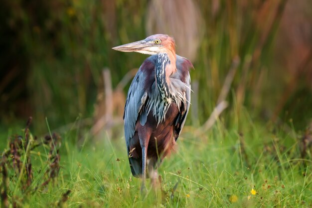 Close-up heron in a grass on river coast