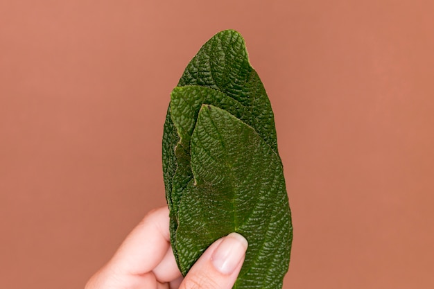 Close-up holding green leaf on pink background