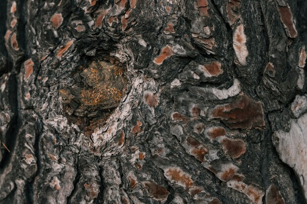 木の樹皮の穴のクローズアップ
