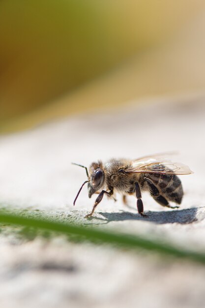 Close up of honey bee in the garden.