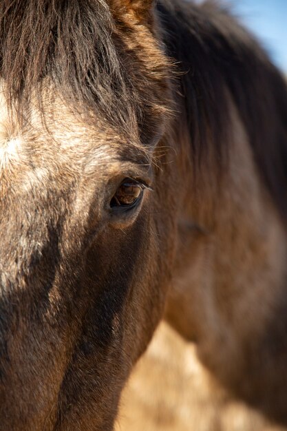 自然の中で馬にクローズアップ