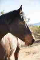 Free photo close up on horse in nature