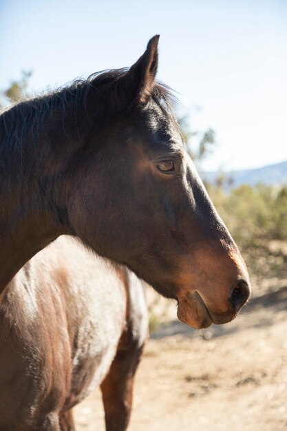 自然の中で馬にクローズアップ