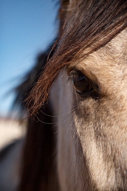 自然の中の馬のクローズアップ