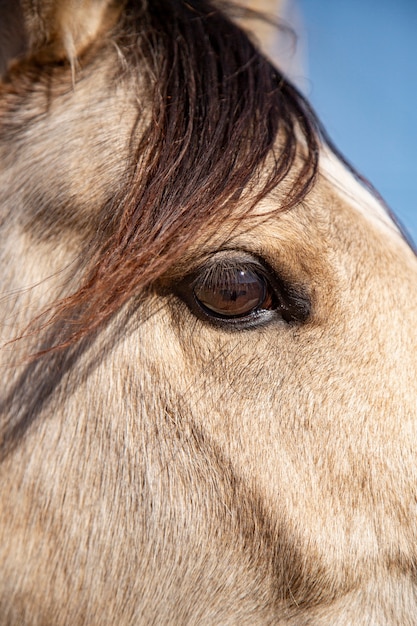 Close up on horse in nature
