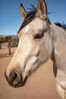 Foto gratuita primo piano a cavallo in natura