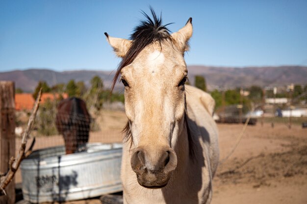 自然の中で馬にクローズアップ