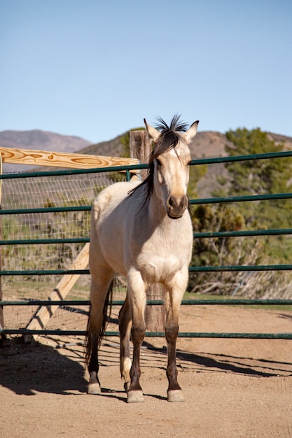 Close up on horse in nature