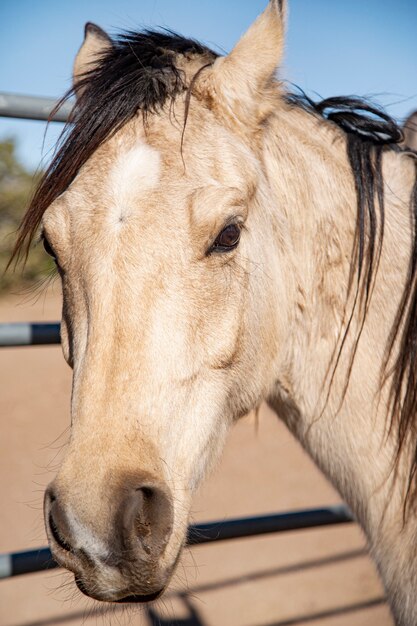 自然の中の馬のクローズアップ