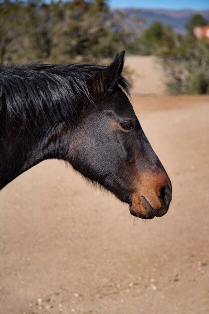 自然の中で馬にクローズアップ